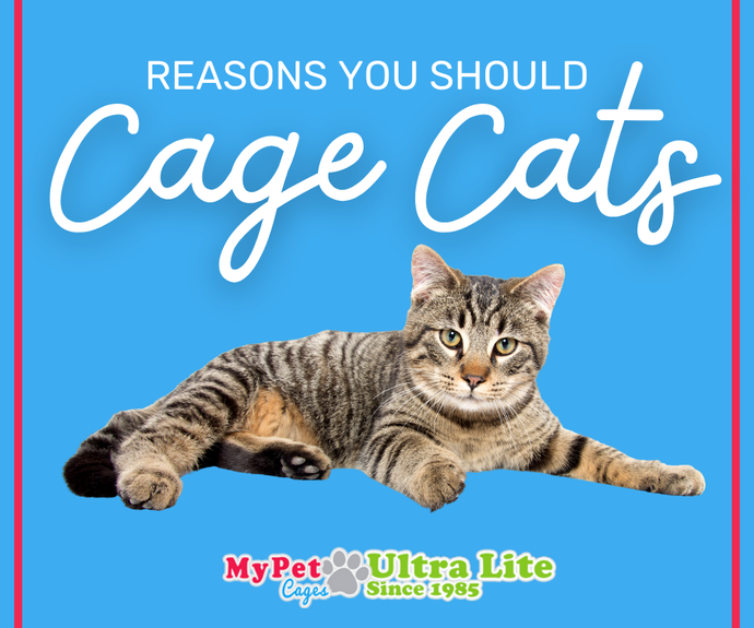 Reasons You Should Cage Cats