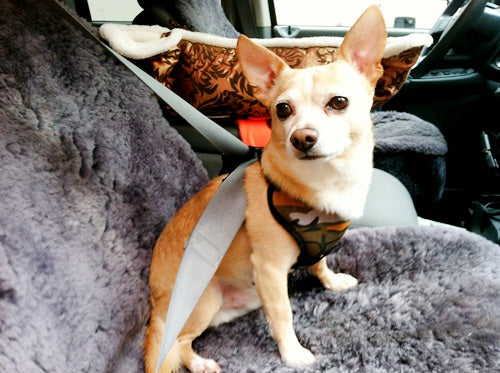 Sling2G0 (carry safe pet sling)